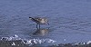 Arnoud B van den Berg · Sberische Strandloper