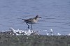 Arnoud B van den Berg · Siberische Strandloper