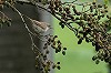 Diederik Kok · Grote Vale Spotvogel