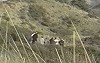 Sander van de Water · Goudlijster vliegend voor groep vogelaars; foto afkomstig van een video still
