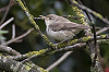 Jaap Denee · Grote Vale Spotvogel