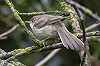 Jaap Denee · Grote Vale Spotvogel