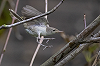 Jaap Denee · Grote Vale Spotvogel