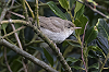 Jaap Denee · Grote Vale Spotvogel