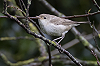 Jaap Denee · Grote Vale Spotvogel