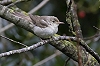 Jaap Denee · Grote Vale Spotvogel