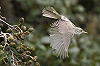 Jaap Denee · Grote Vale Spotvogel