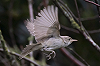 Jaap Denee · Grote Vale Spotvogel