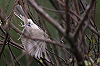 Jaap Denee · Grote Vale Spotvogel