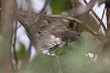 Jaap Denee · Grote Vale Spotvogel