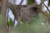 Jaap Denee · Grote Vale Spotvogel