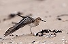 Arnoud B van den Berg · Bairds Strandloper