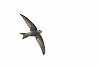 Coen van Nieuwamerongen · Vale Gierzwaluw