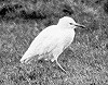 Eric Bos · Koereiger Gennep 1977