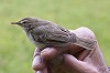 Ward Hagemeijer · Kleine Spotvogel