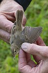 Ward Hagemeijer · Kleine Spotvogel