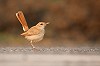 Thijs Glastra · Westelijke Rosse Waaierstaart