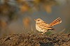 Thijs Glastra · Westelijke Rosse Waaierstaart