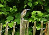 Luuk Plekker · Groene Reiger