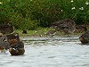 Robert van der Mer · Bonapartes Strandloper