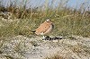 Daan Bijman · Renvogel