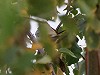 Roel Olieman · Oostelijke Vale Spotvogel