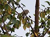 Roel Olieman · Oostelijke Vale Spotvogel