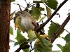 Roel Olieman · Oostelijke Vale Spotvogel