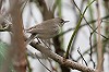 Diederik Kok · Oostelijke Vale Spotvogel