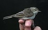 Arnoud B van den Berg / Vrs Van Lennep · Kleine Spotvogel