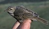 Arnoud B van den Berg / Vrs Van Lennep · Kleine Spotvogel