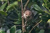 Arnoud B van den Berg · Grote Vale Spotvogel