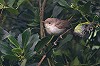 Arnoud B van den Berg · Grote Vale Spotvogel