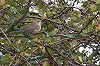 Arnoud B van den Berg · Grote Vale Spotvogel