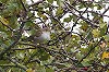 Arnoud B van den Berg · Grote Vale Spotvogel