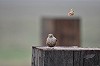 Jappie van der Pol · Alpenheggenmus