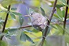 Arnoud B van den Berg · Oostelijke Vale Spotvogel