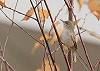 Bram Roobol · Oostelijke Vale Spotvogel