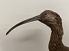 Justin Jansen · Zwarte Ibis (Oostzaan 1945) te Naturalis