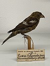 Justin Jansen · Witbandkruisbek Bloemendaal 1889 Naturalis
