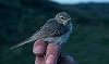 Arnoud B van den Berg / Vrs Van Lennep · Kleine Spotvogel