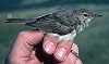 Arnoud B van den Berg / Vrs Van Lennep · Kleine Spotvogel