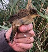 Ward Hagemeijer · Siberische Sprinkhaanzanger