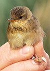 Ward Hagemeijer · Siberische Sprinkhaanzanger