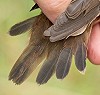 Ward Hagemeijer · Siberische Sprinkhaanzanger