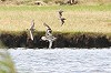 Tim Schipper · Bonapartes Strandloper