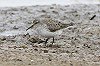 Eric Menkveld · Bonapartes Strandloper