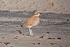 Dick Groenendijk · Renvogel