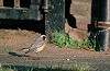 Arnold Meijer · Perzische Roodborst