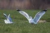 Diederik Kok · Ringsnavelmeeuw, Polder Bijleveld en Reijerscop, De Meern